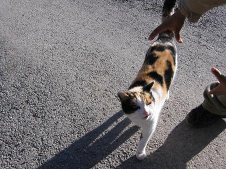 le  chat