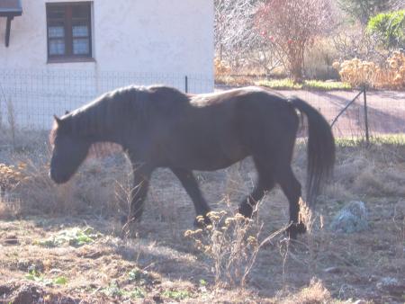 cheval