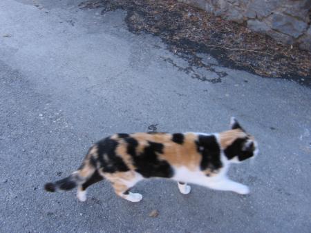 le  chat